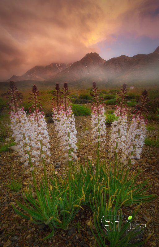 قاب عکس مدرن Twilight منظره   طبیعت / روستایی اثر یاسر زهری