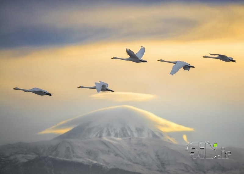 قاب عکس مدرن Swans and Damavand Peak حیات وحش  / حیوانات اثر هادی محسن تبار فیروزجائی