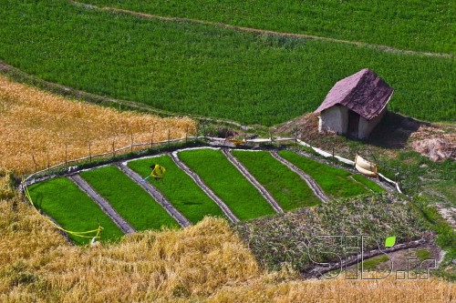 عشق به زندگی 