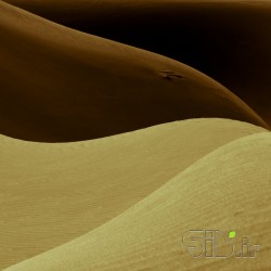 The  Curves