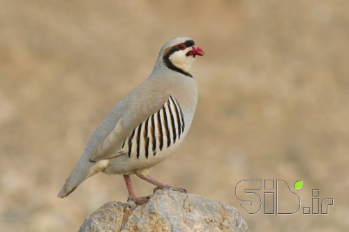 بدون عنوان
