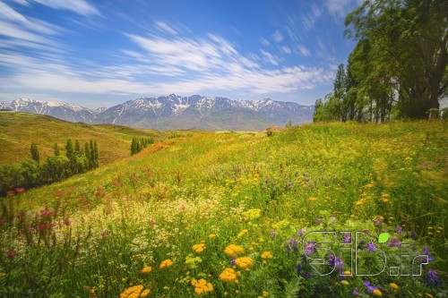 دشتهای الموت
